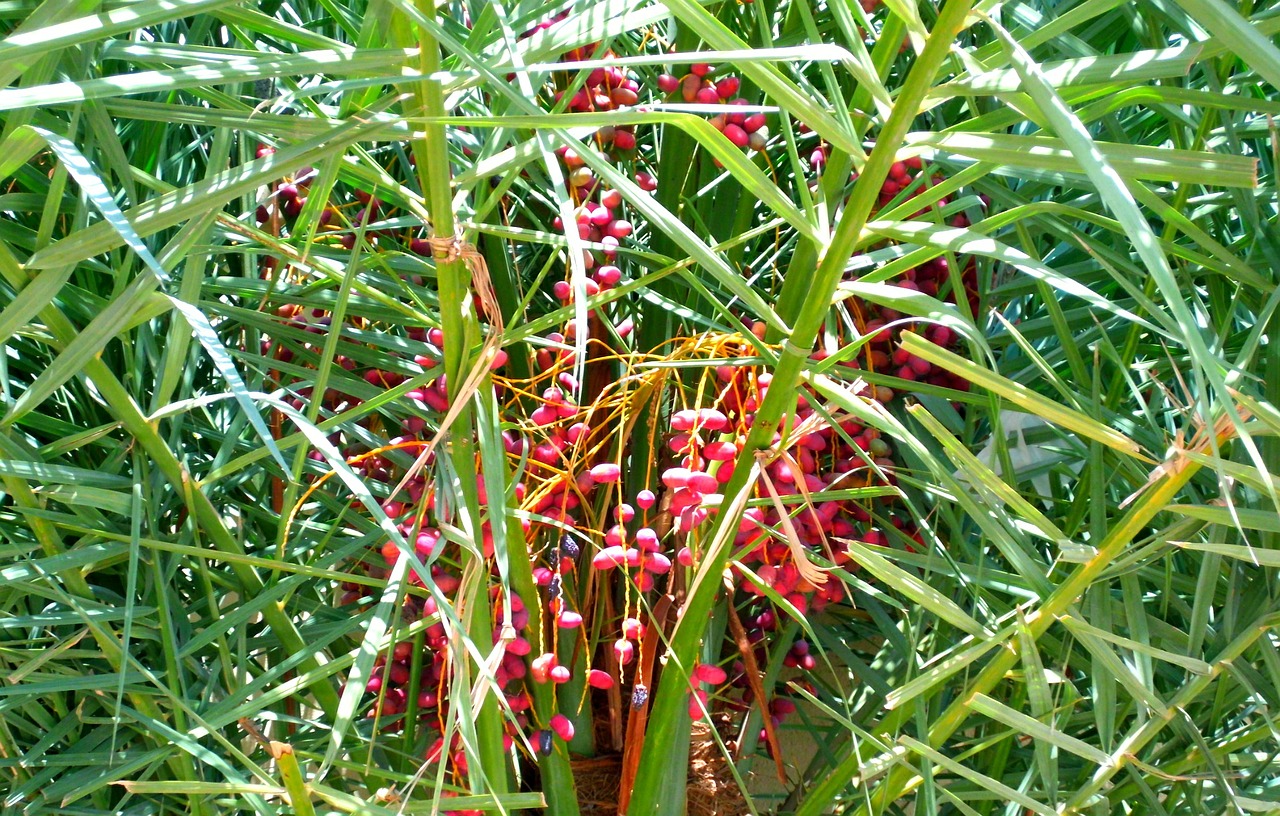 date palm tree red tree free photo