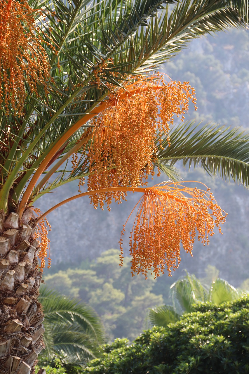 date palm tree  palm  exotic free photo