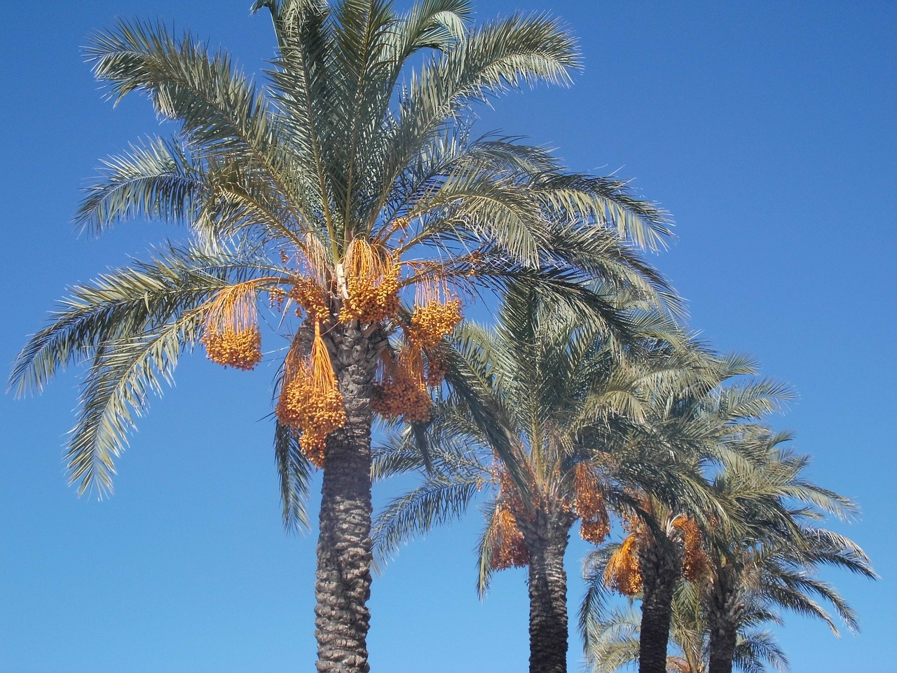 date palms palm trees plamenfrucht free photo