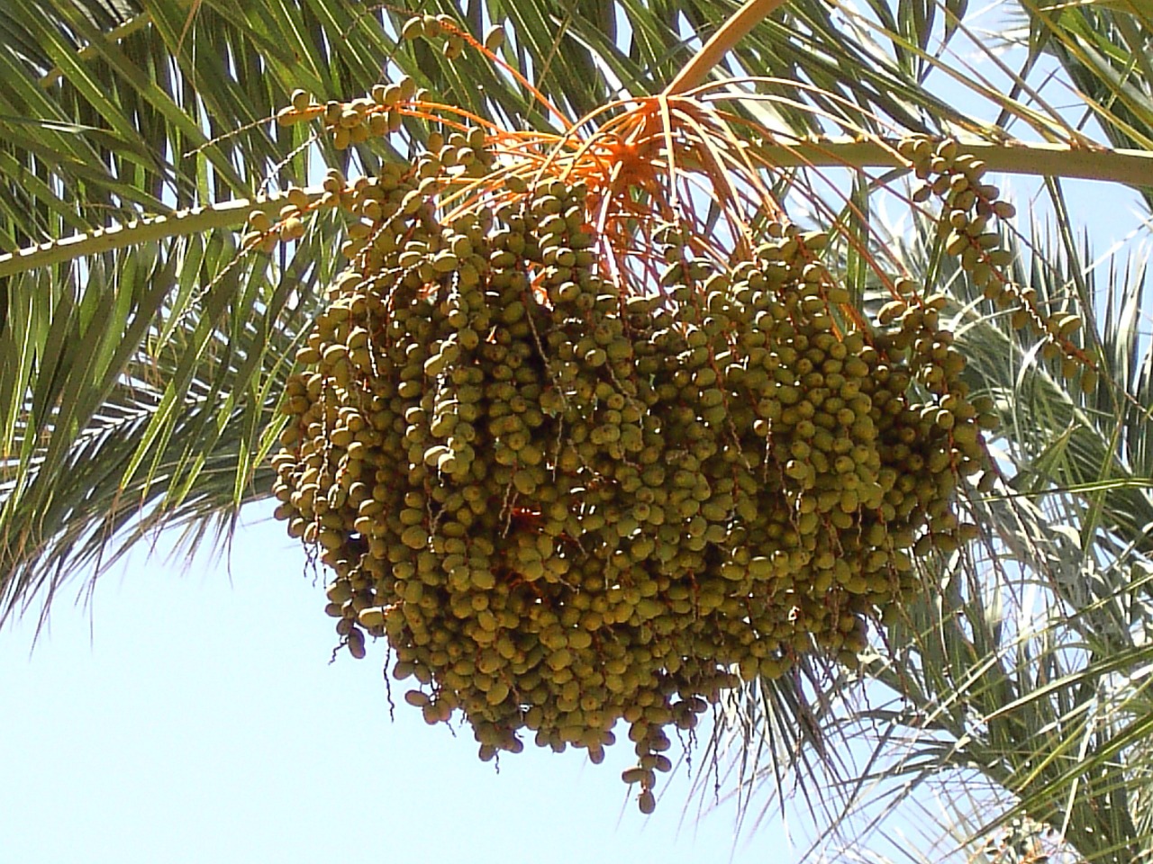 dates fruits date palm free photo