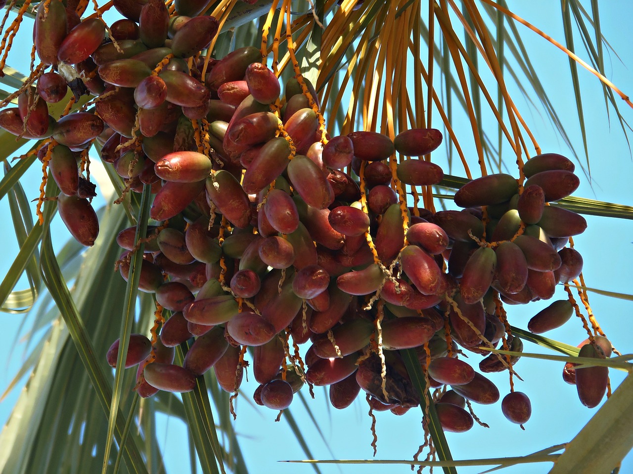 dates palm tree mediterranean free photo