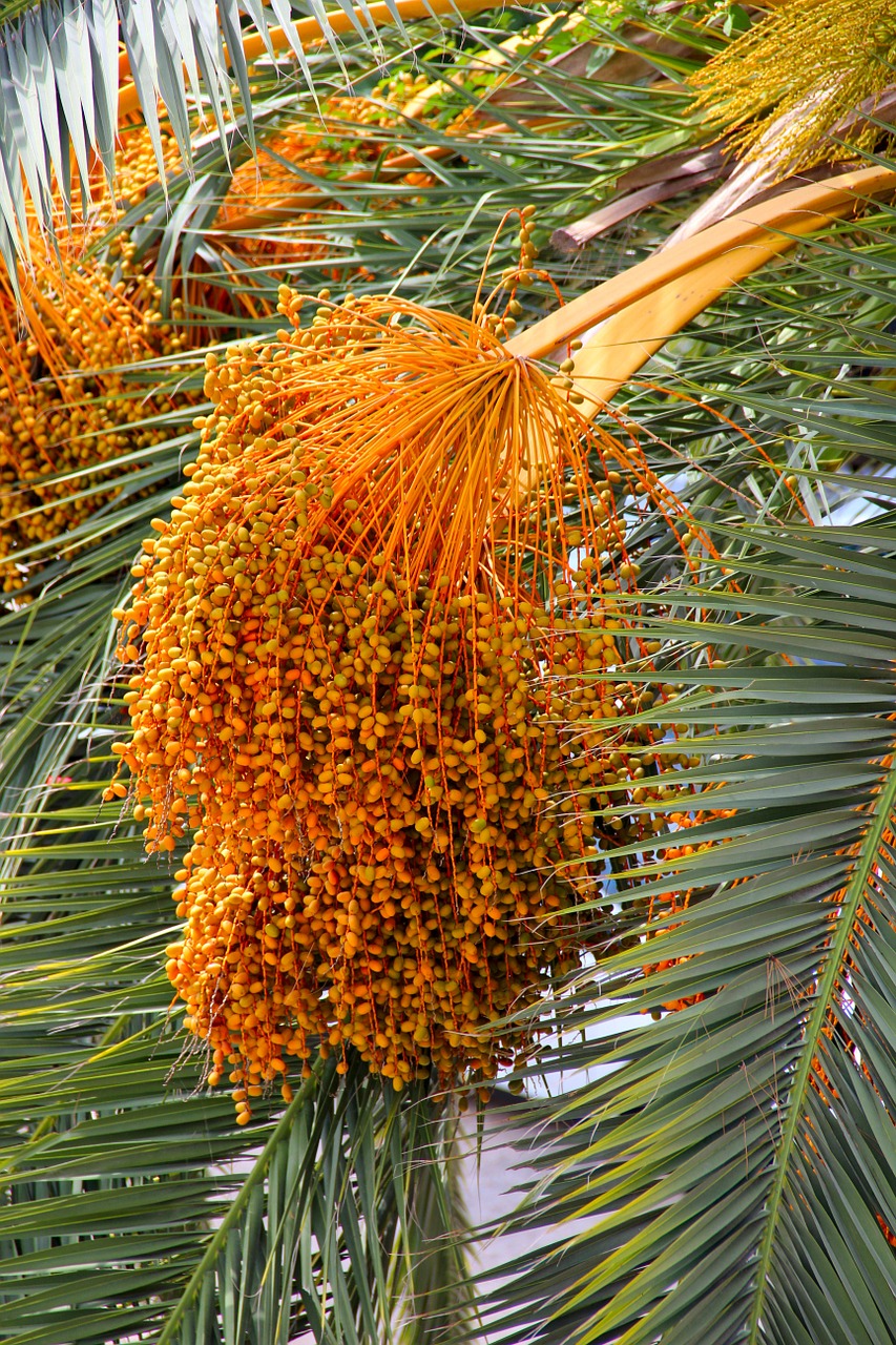 datlová palma palm dates free photo