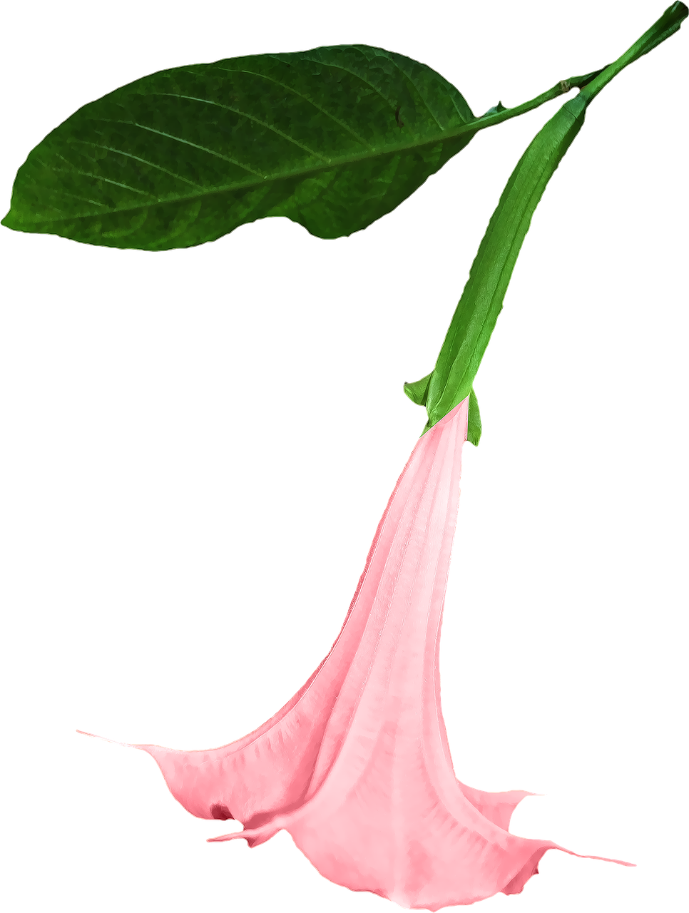 datura png flower free photo