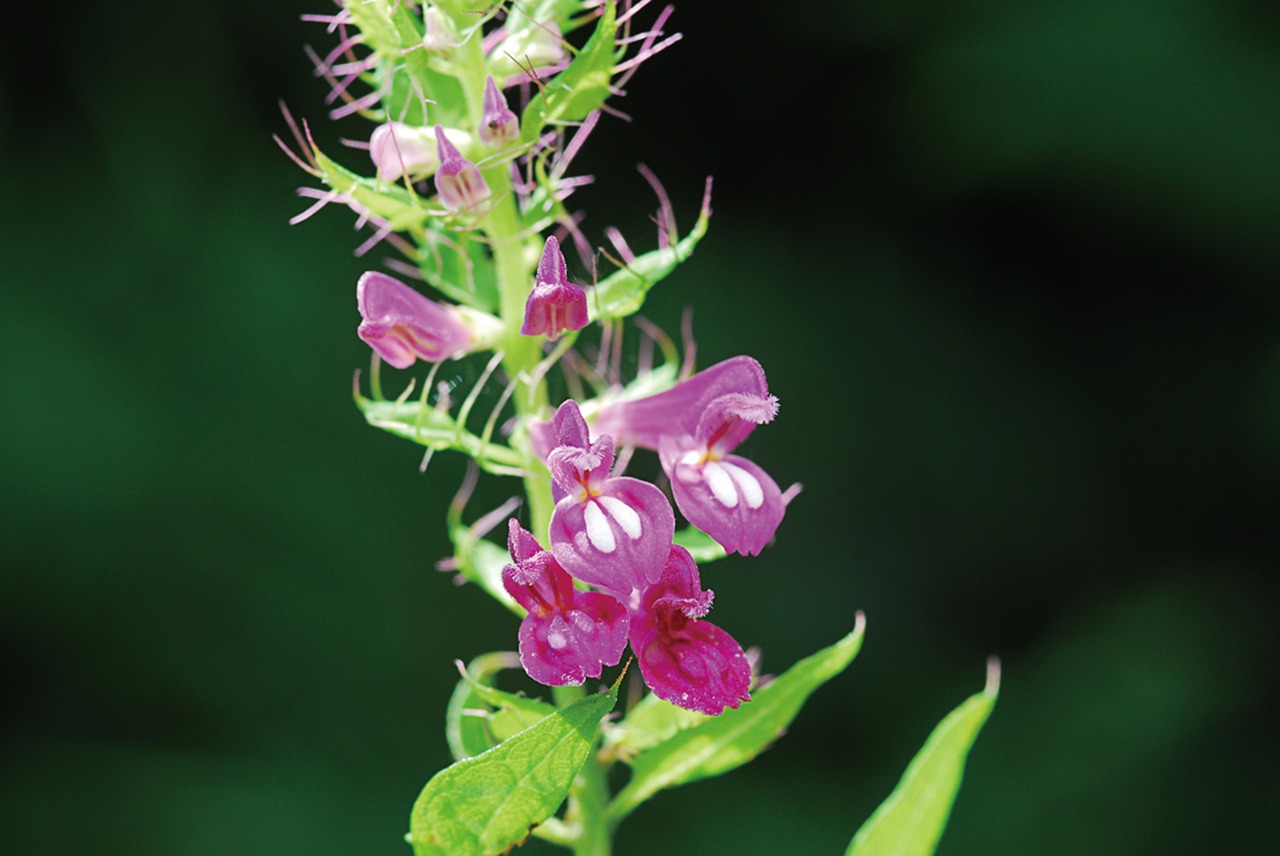 daughter-in-law twists republic of korea plants free photo