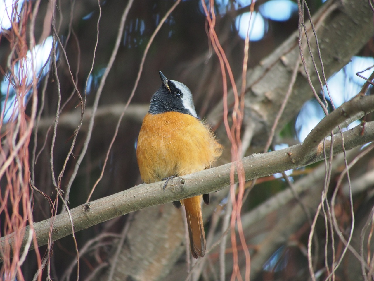 daurian redstart bird botanical garden free photo