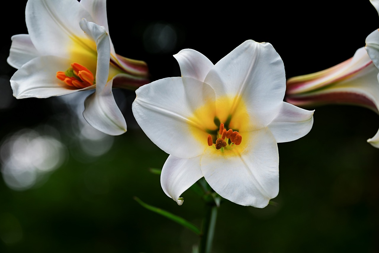 david-lily  lily  white free photo