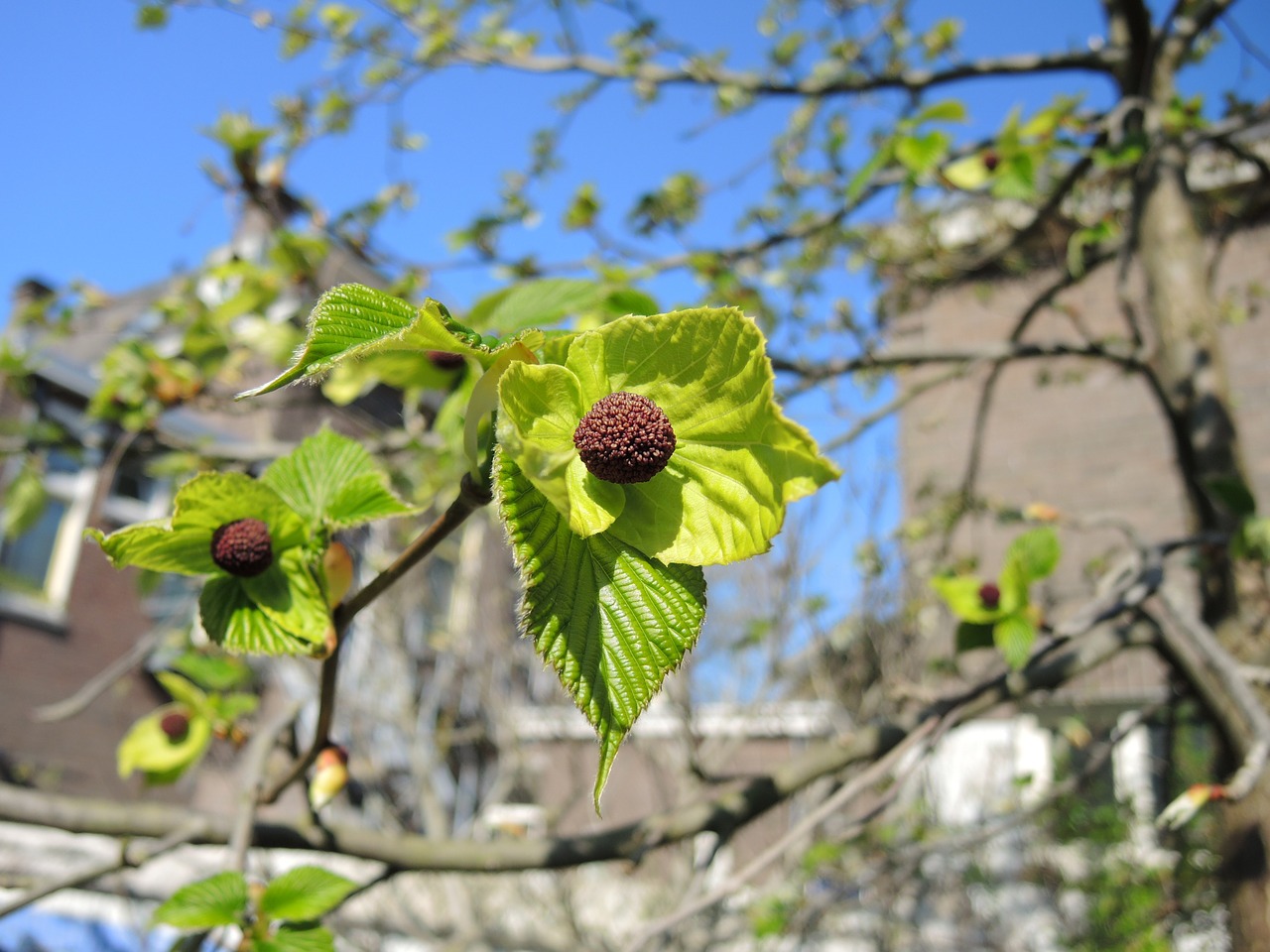 davidia garden spring free photo