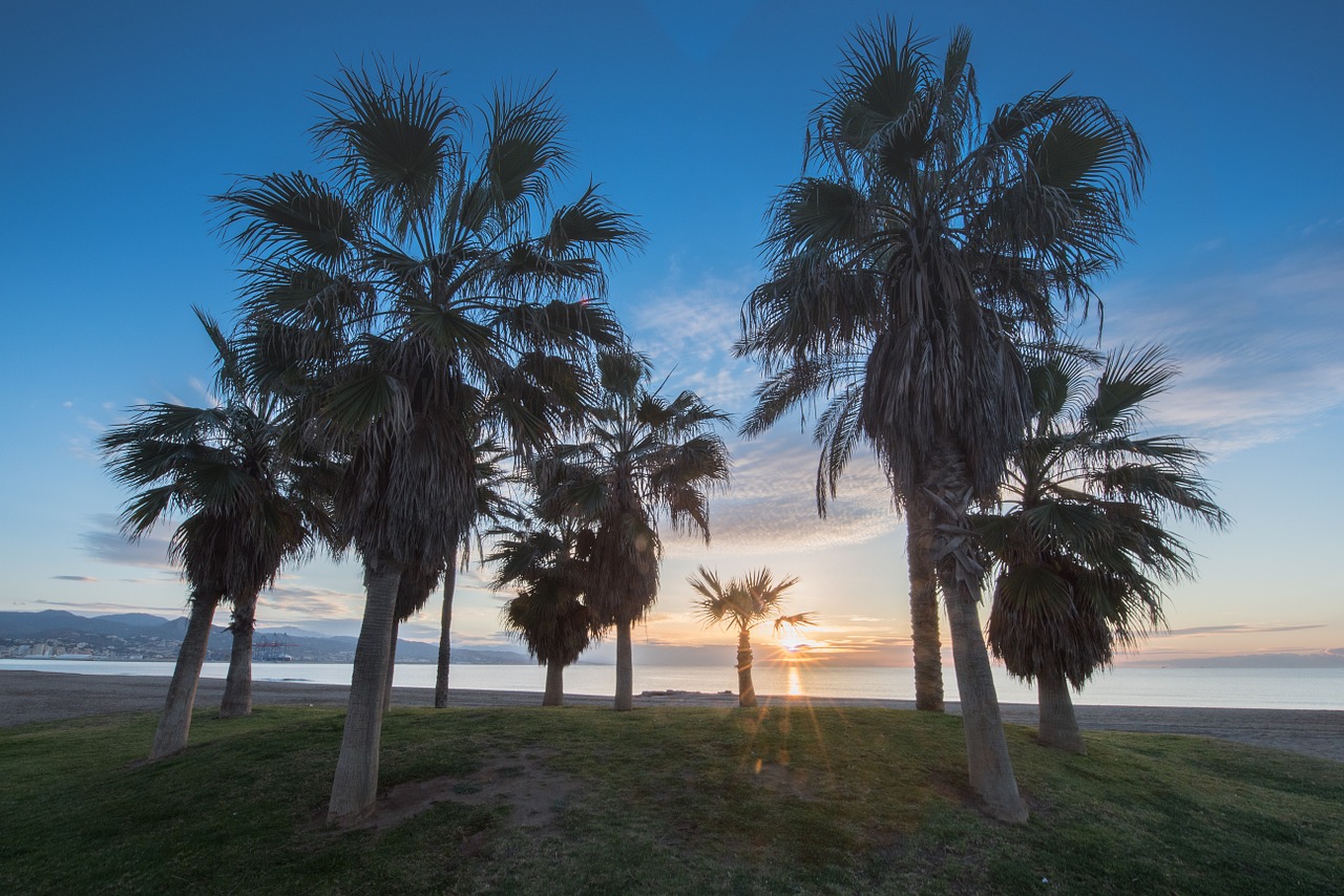 dawn beach palms free photo