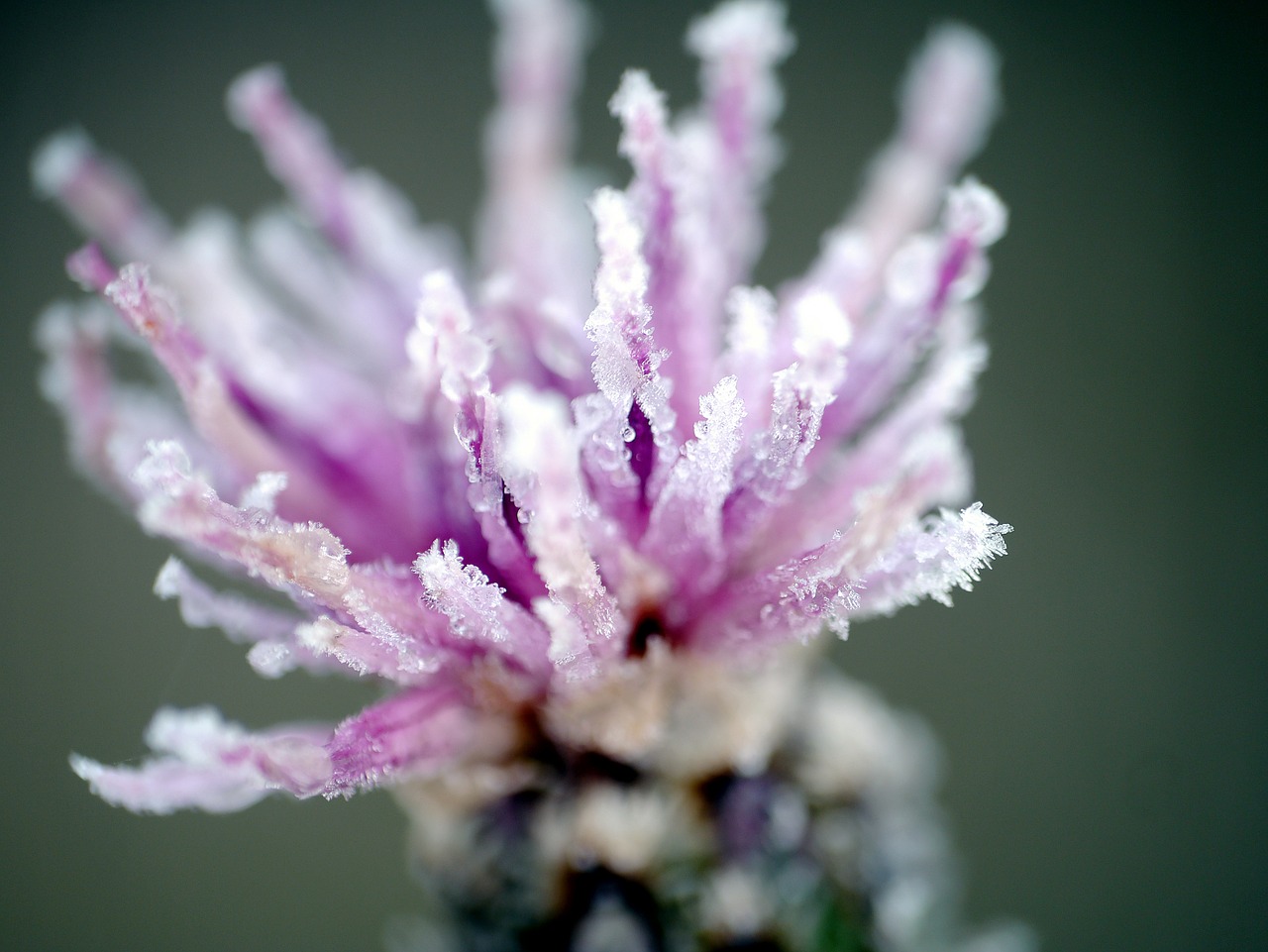 dawn dew flower free photo