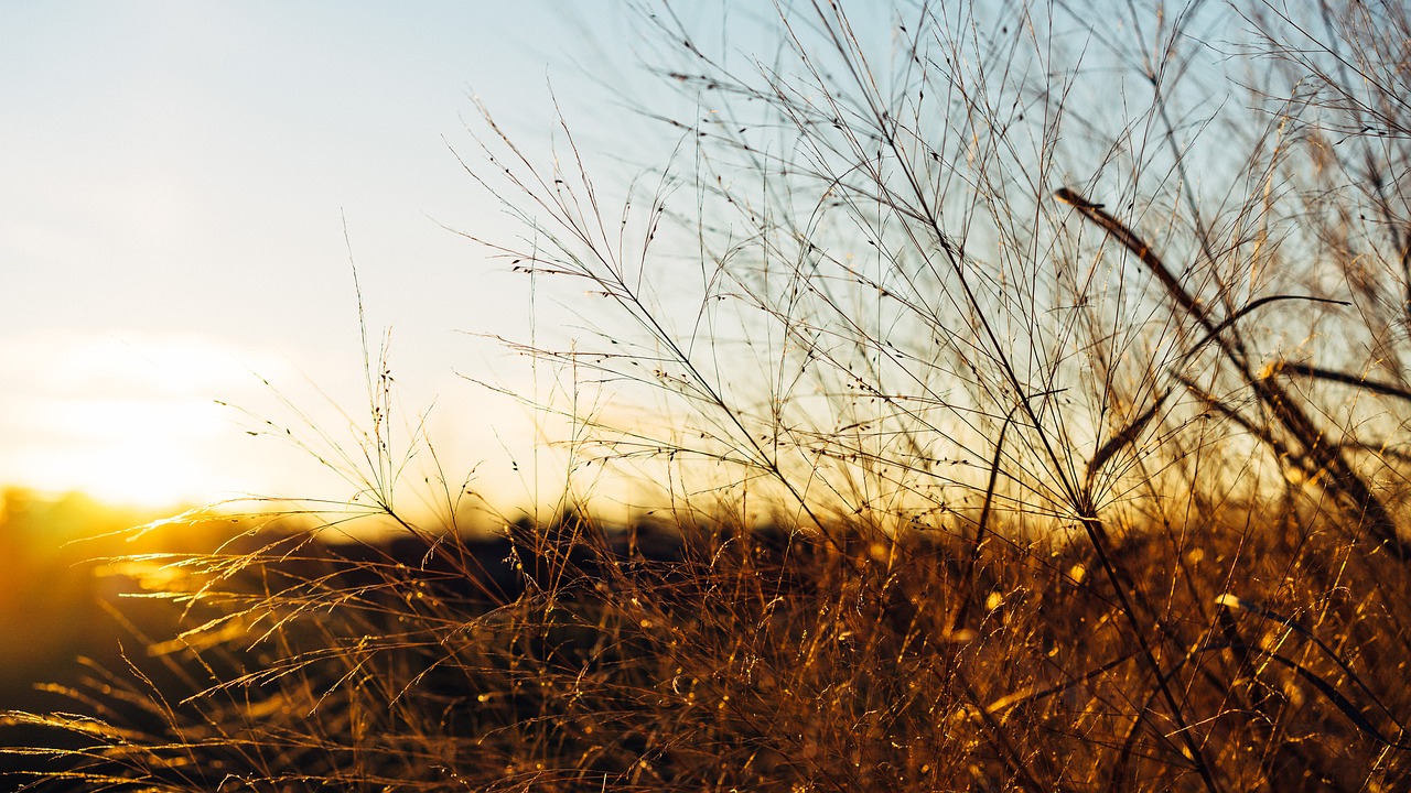 dawn dusk grass free photo