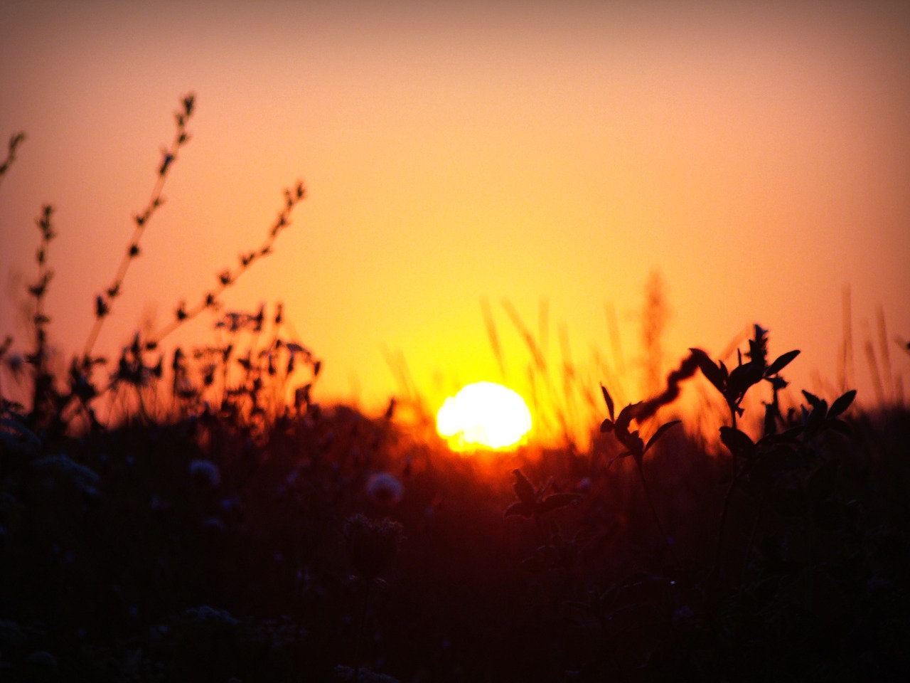 dawn sun plants free photo