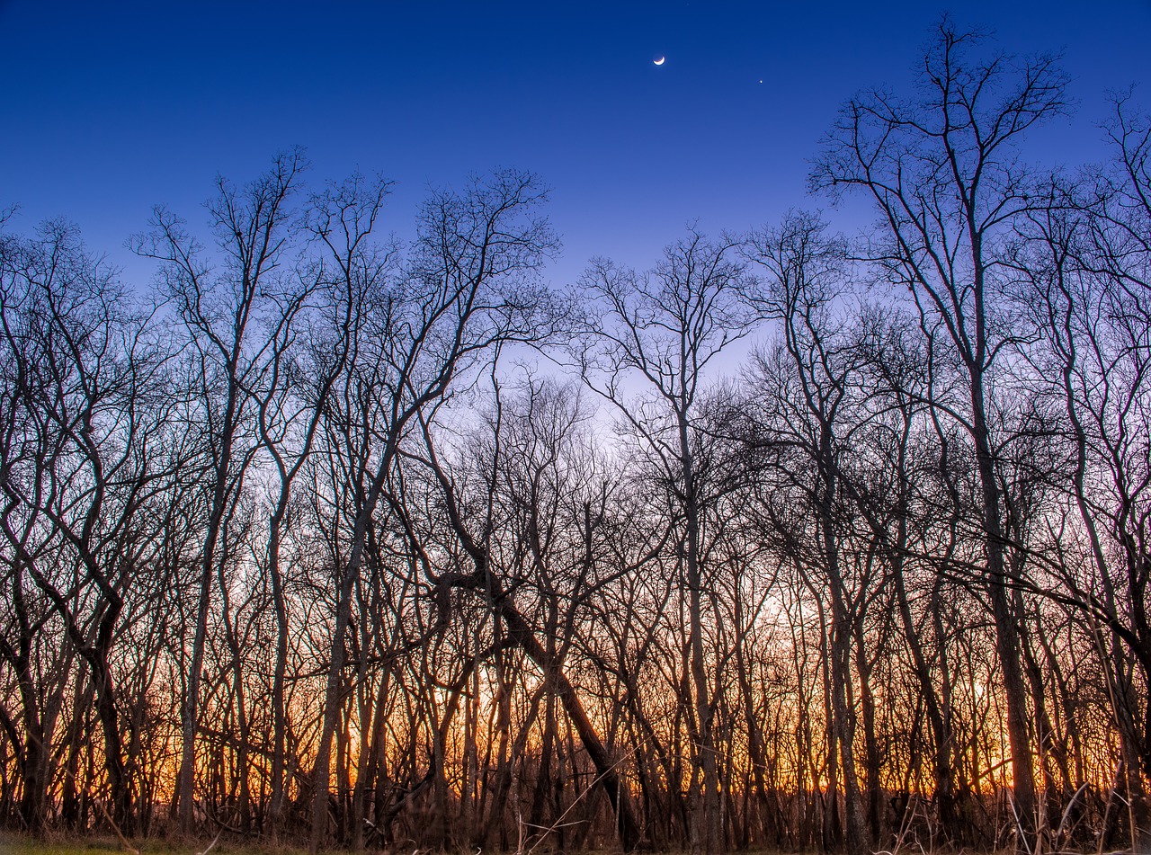 dawn sunset woods free photo