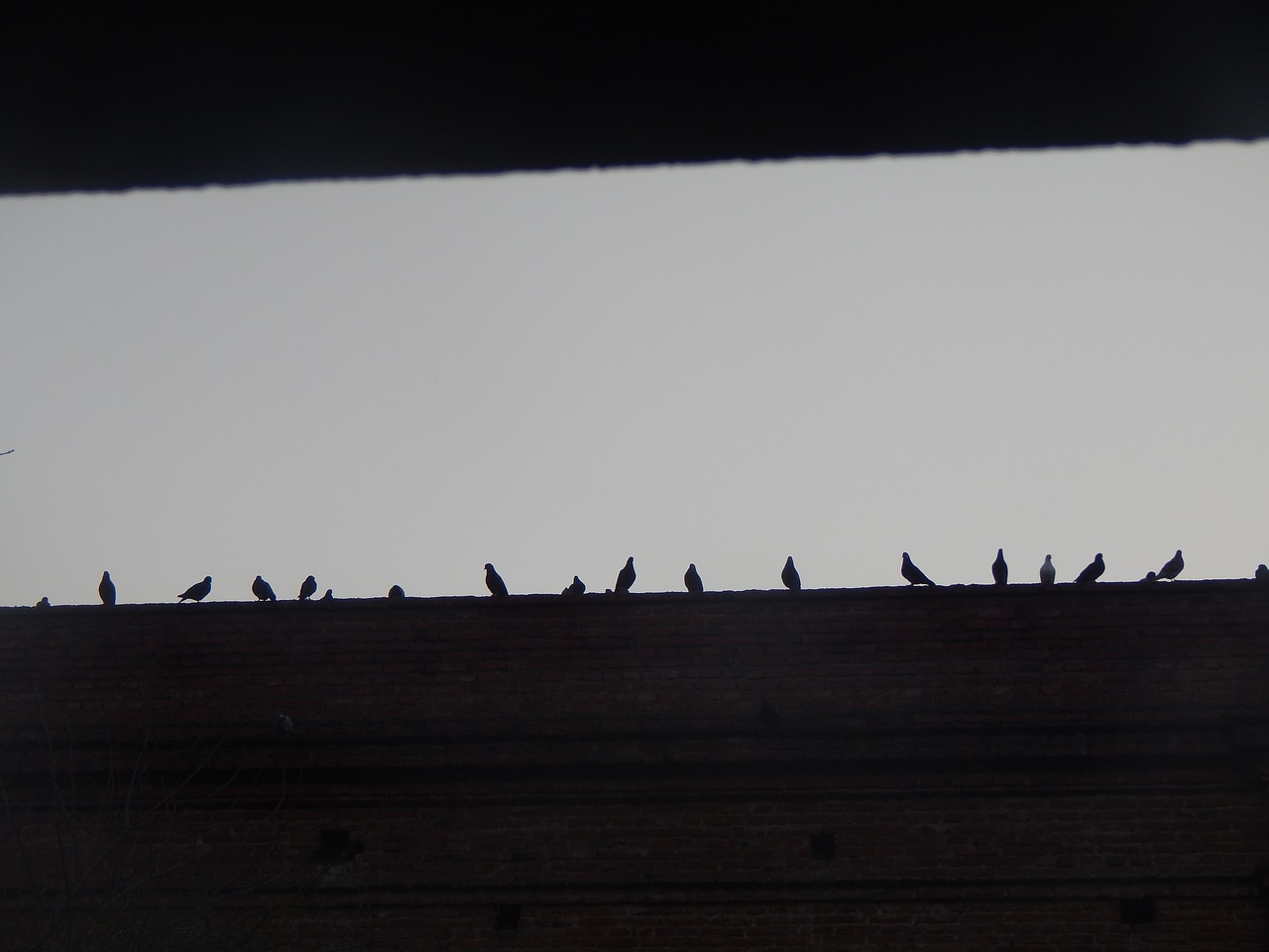 dawn pigeons figures free photo