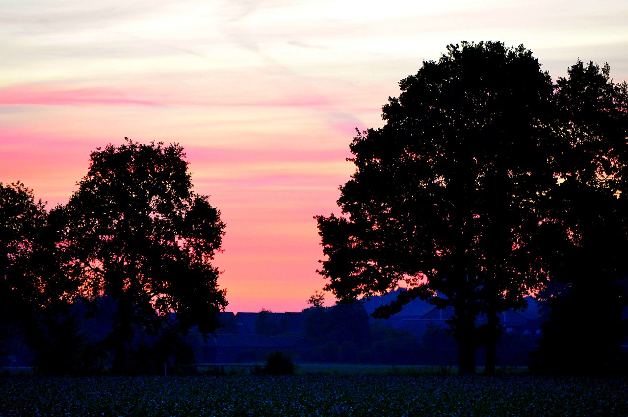 dawn trees sky free photo