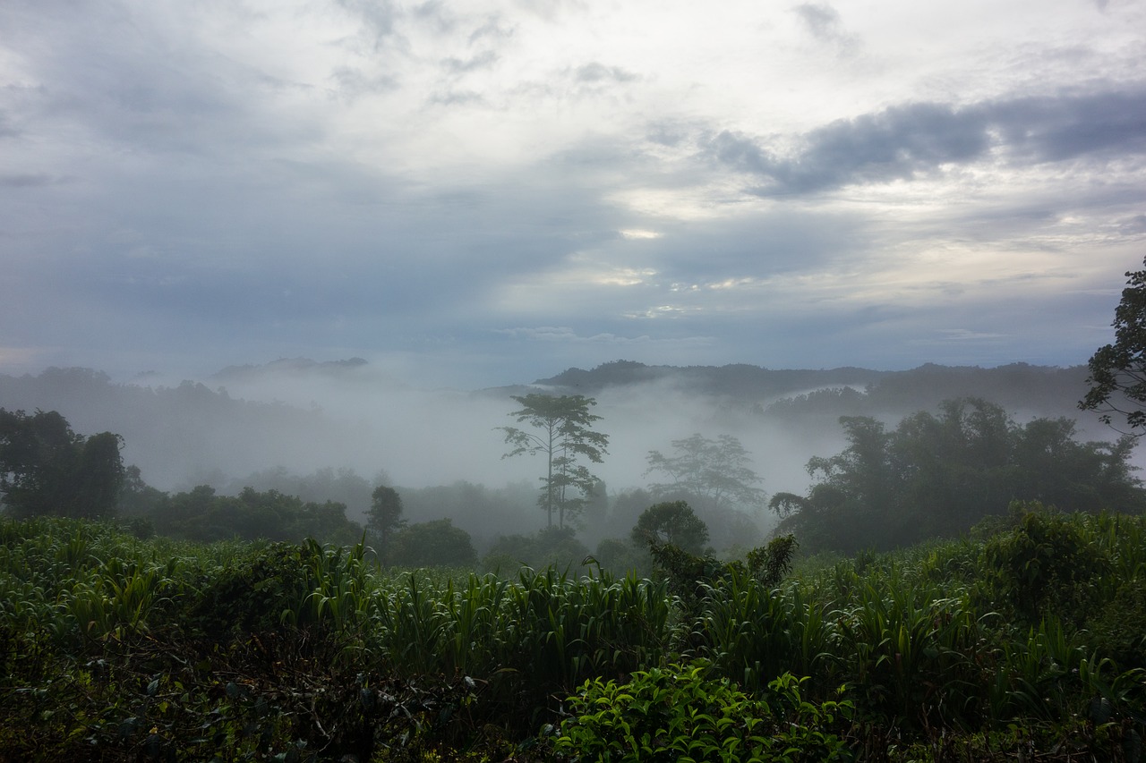 dawn mist clouds free photo