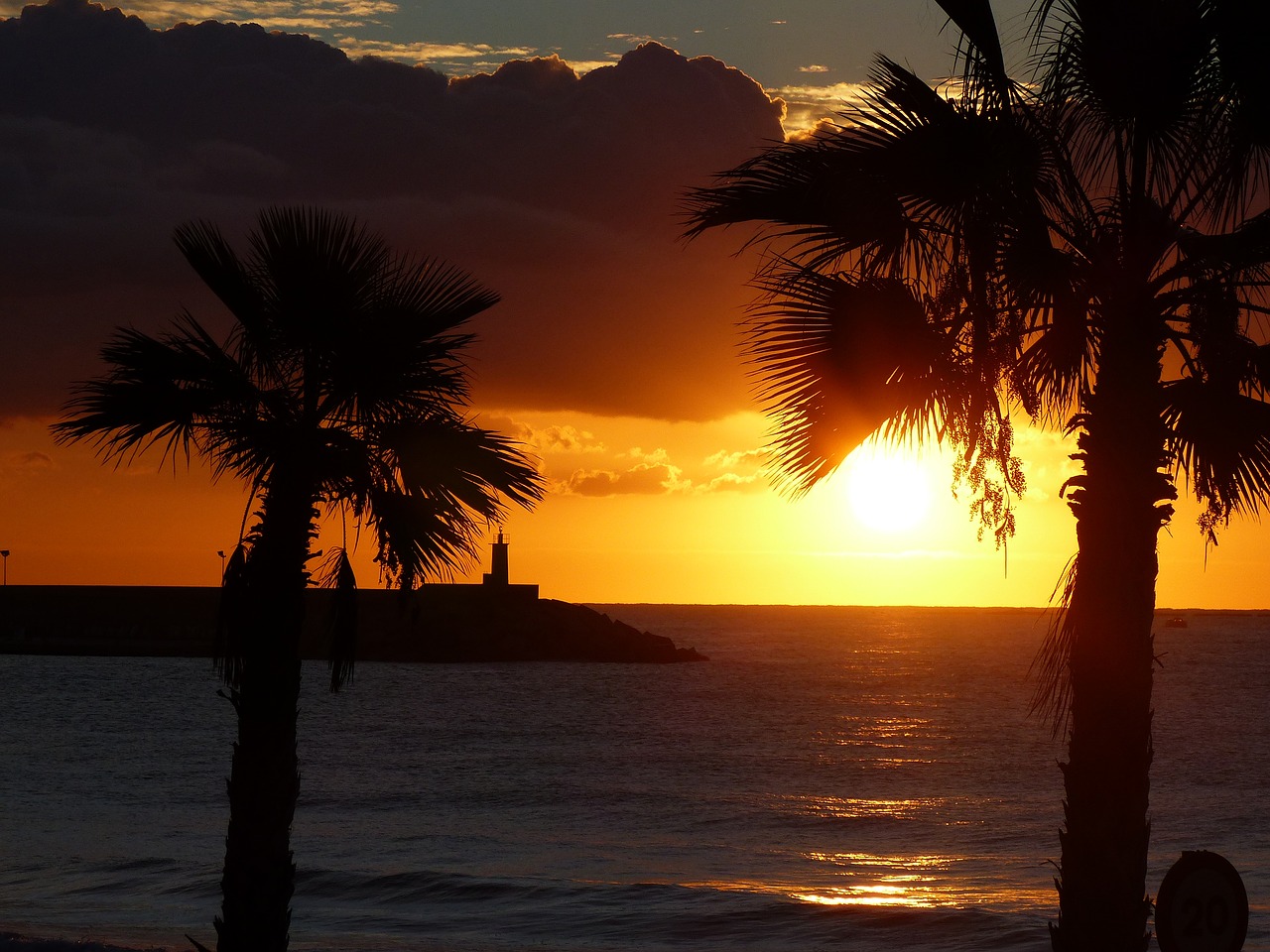 dawn palms horizon free photo