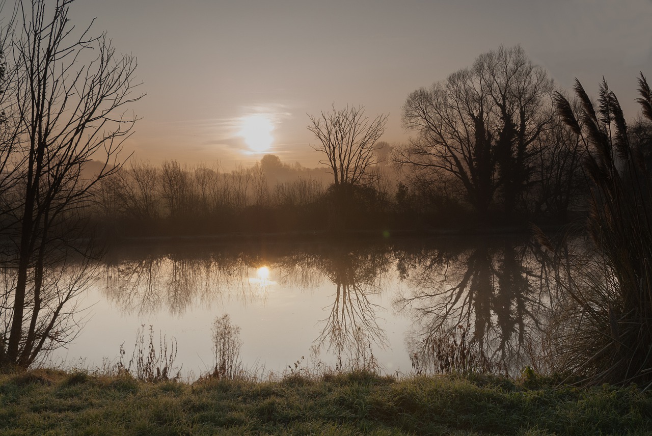 dawn tree landscape free photo