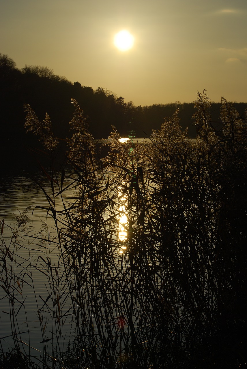 dawn tree nature free photo