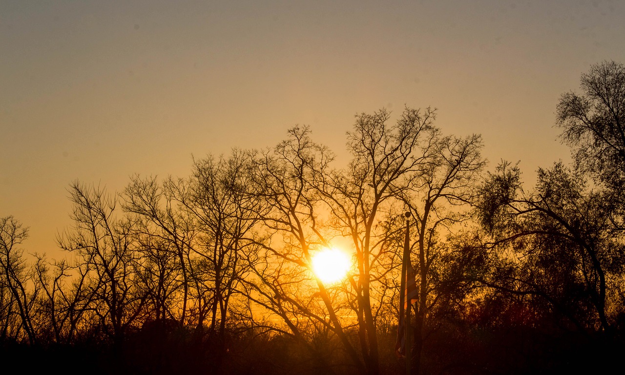 dawn tree nature free photo