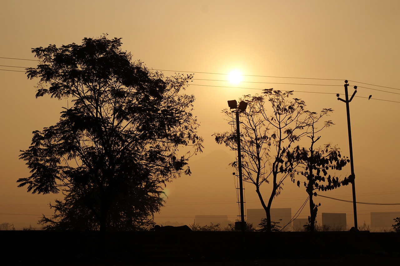 dawn sunset tree free photo