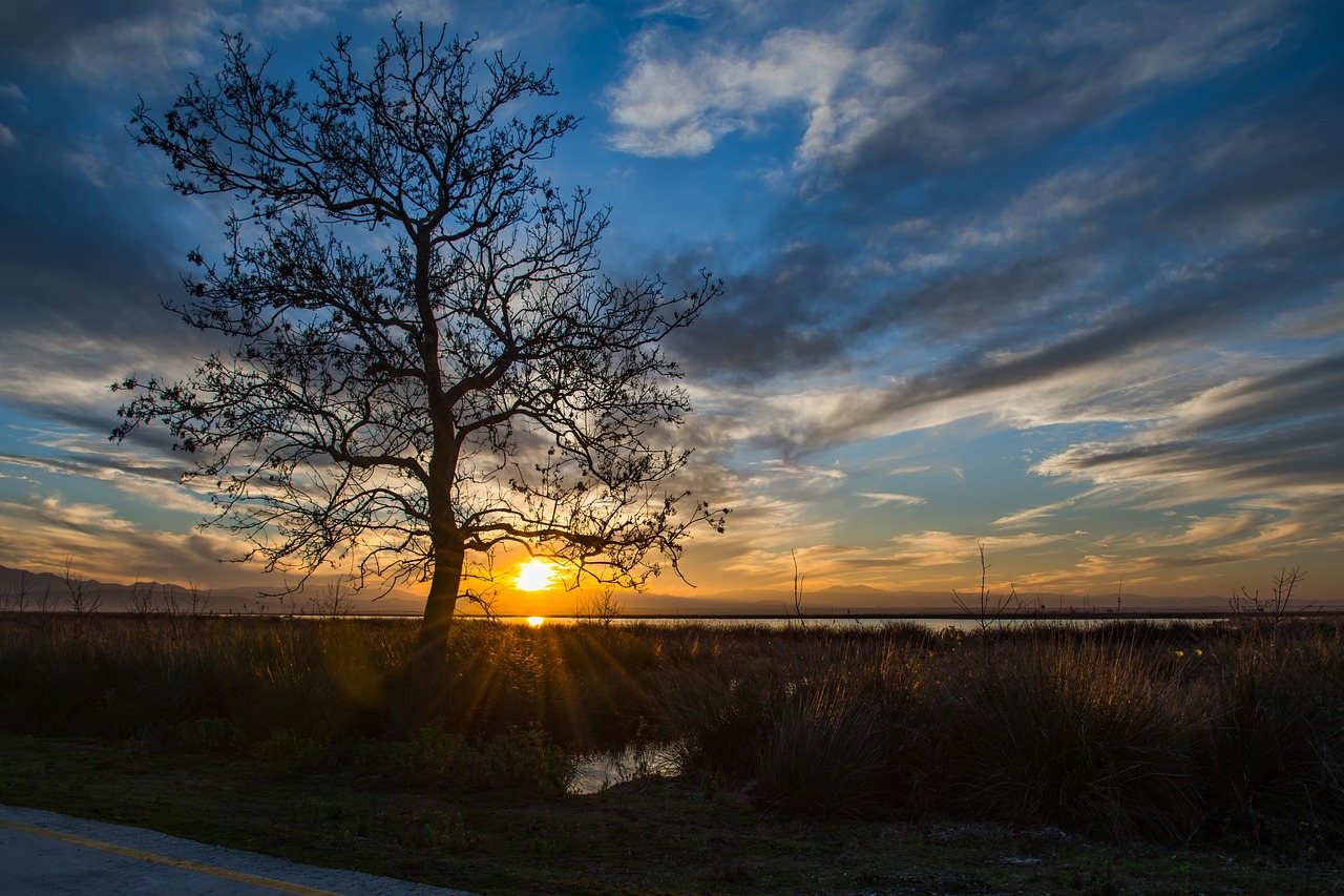 dawn  sunset  landscape free photo