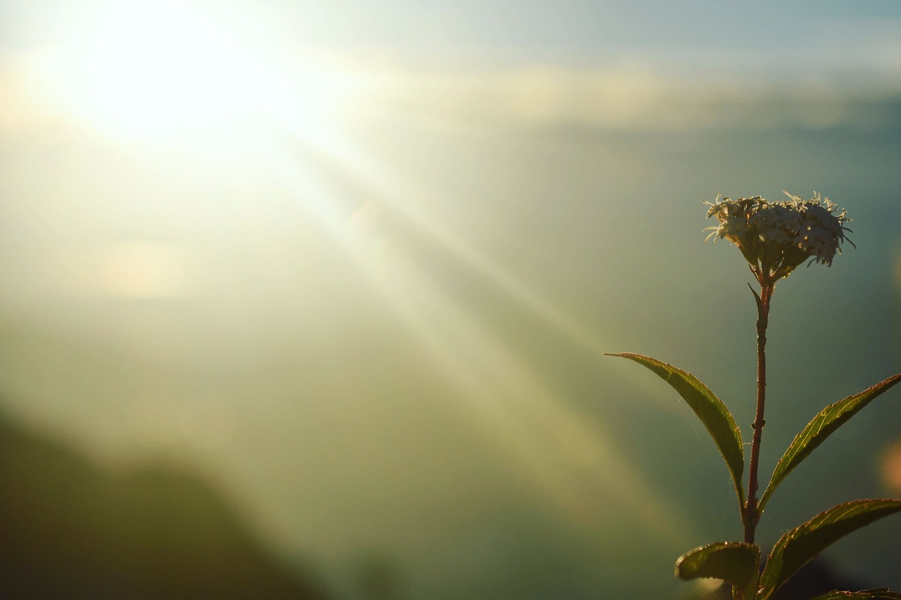 dawn  light  sun free photo