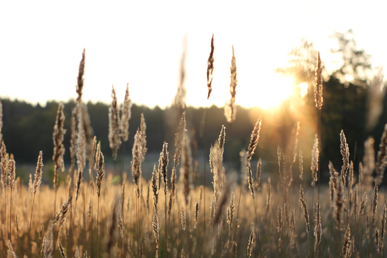 dawn  grass  sunrise free photo