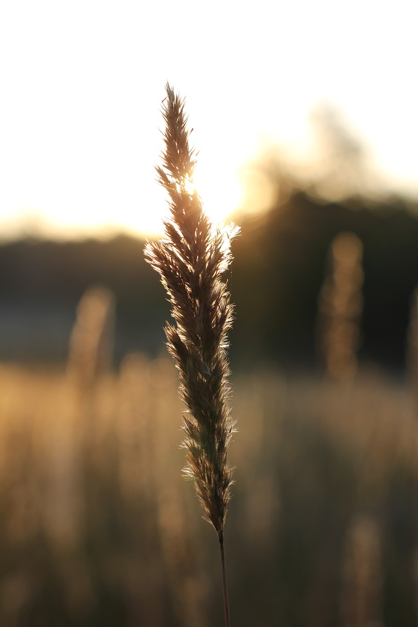 dawn  grass  sunrise free photo