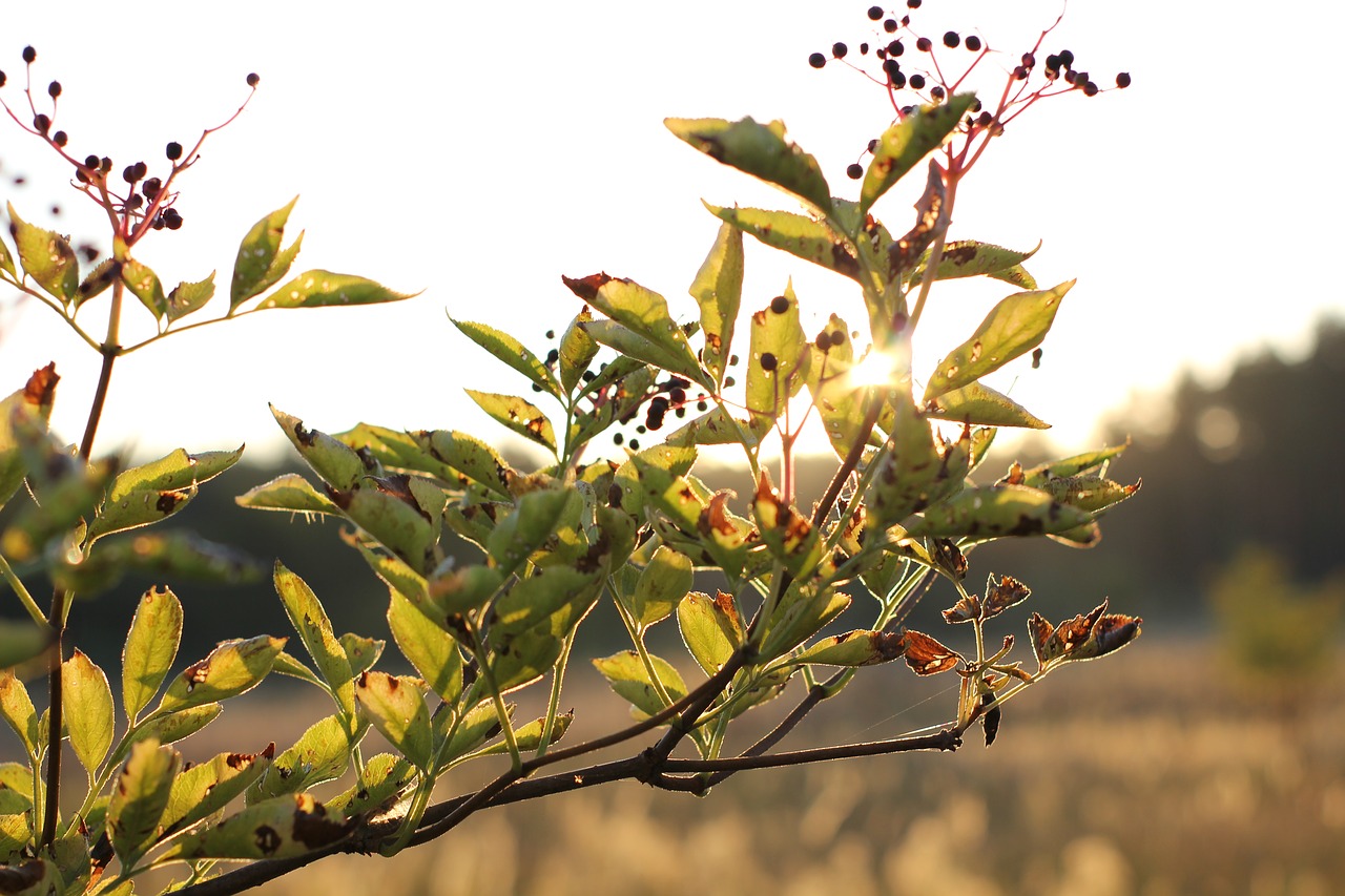 dawn  grass  sunrise free photo