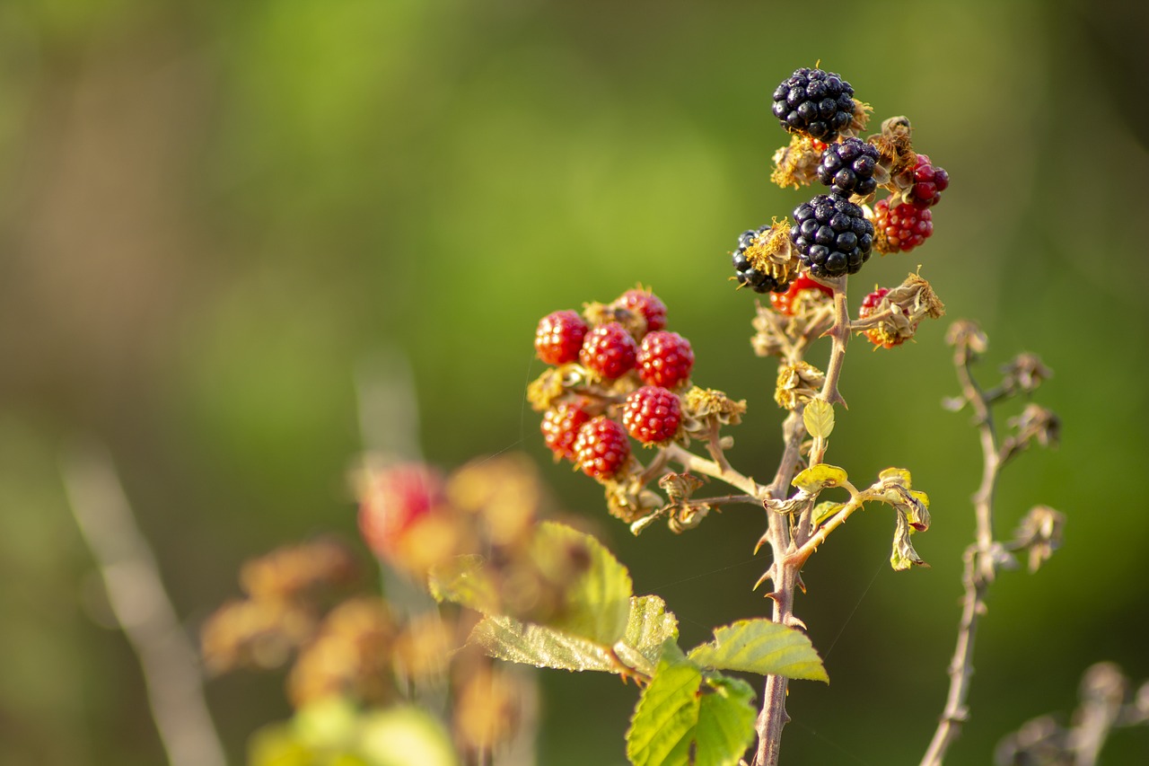 dawn  rocio  blackberries free photo