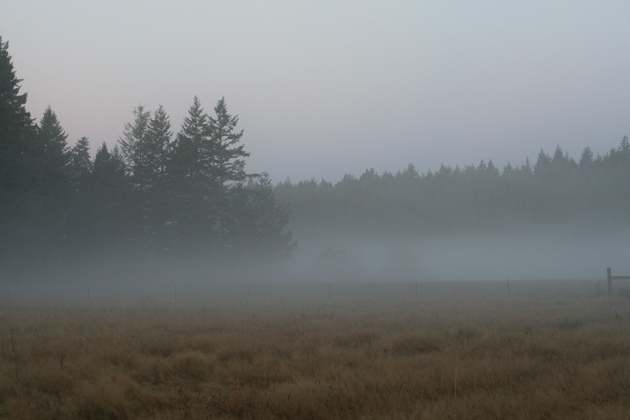 dawn  fog  farm free photo