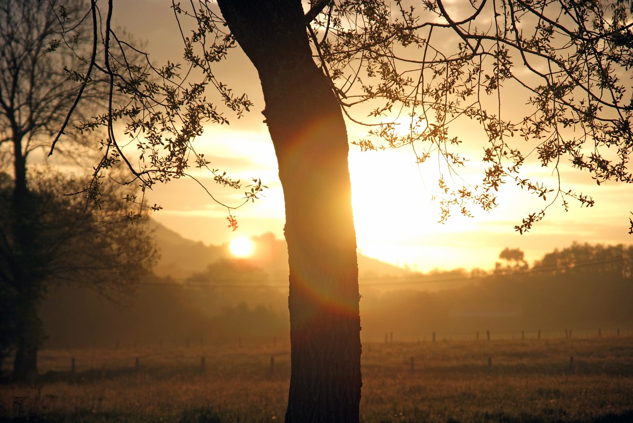 dawn sun field free photo