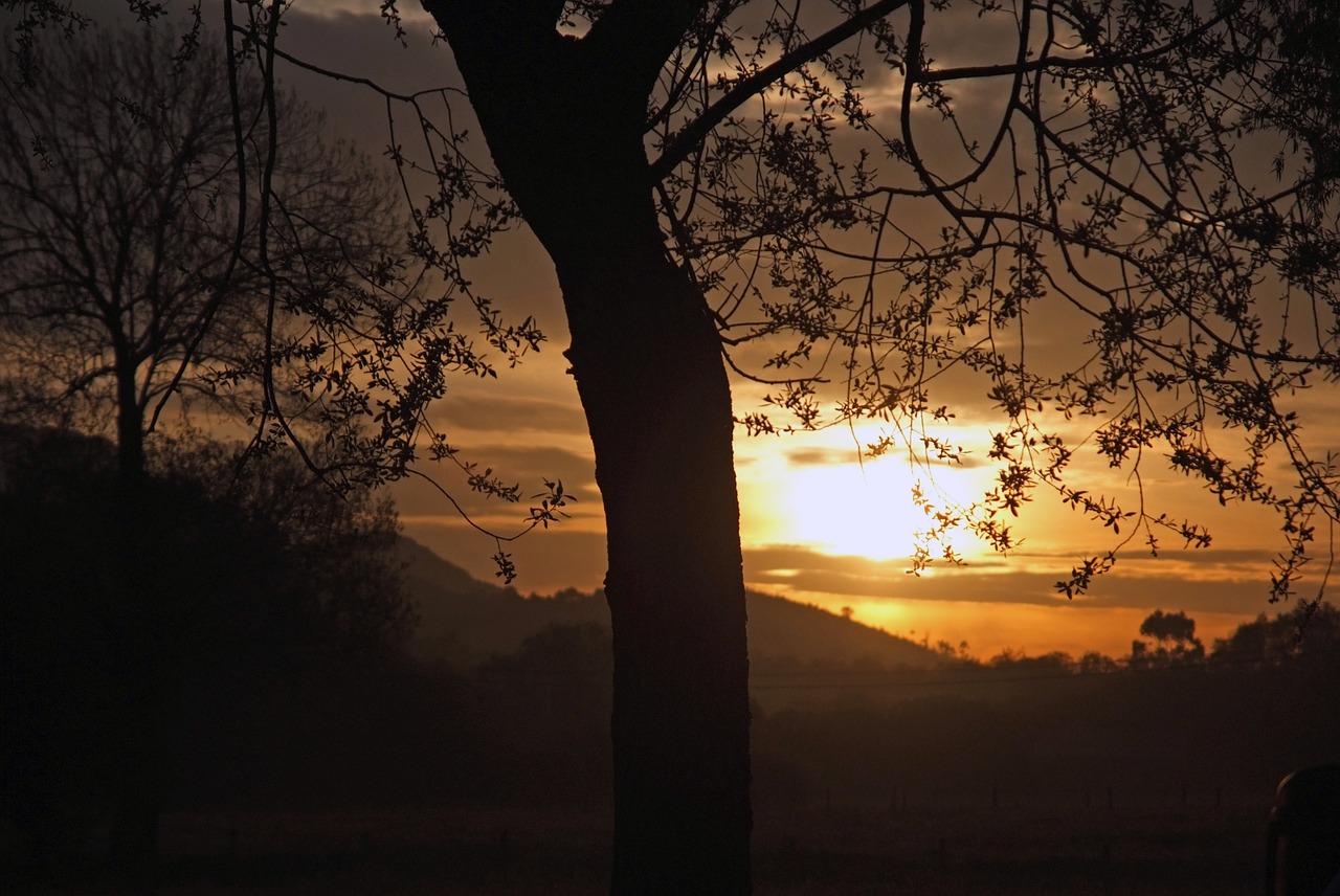 dawn sun field free photo