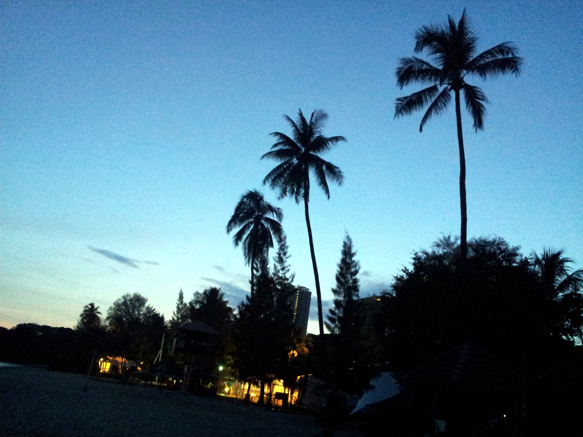 dawn picture beach resort coconut tree shadow dawn picture in beach resort free photo