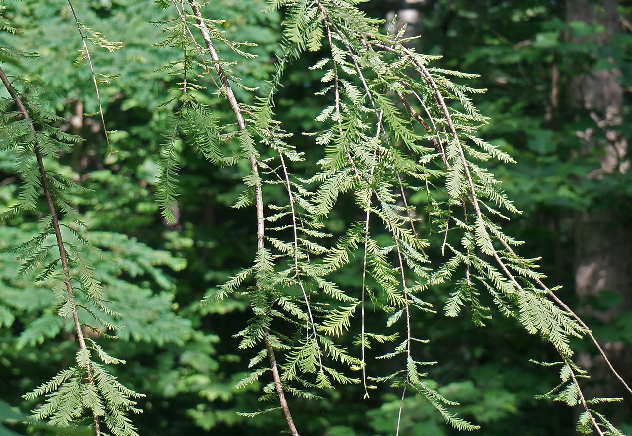 dawn redwood ornamental tree spring growth free photo