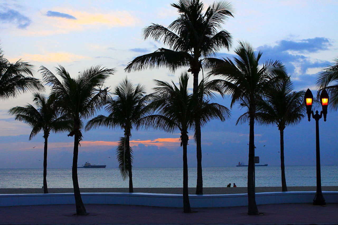 beach tree palm free photo