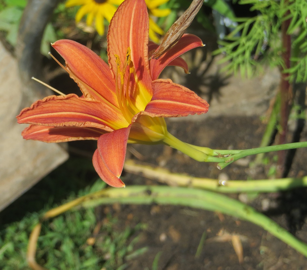 day  lily  orange free photo