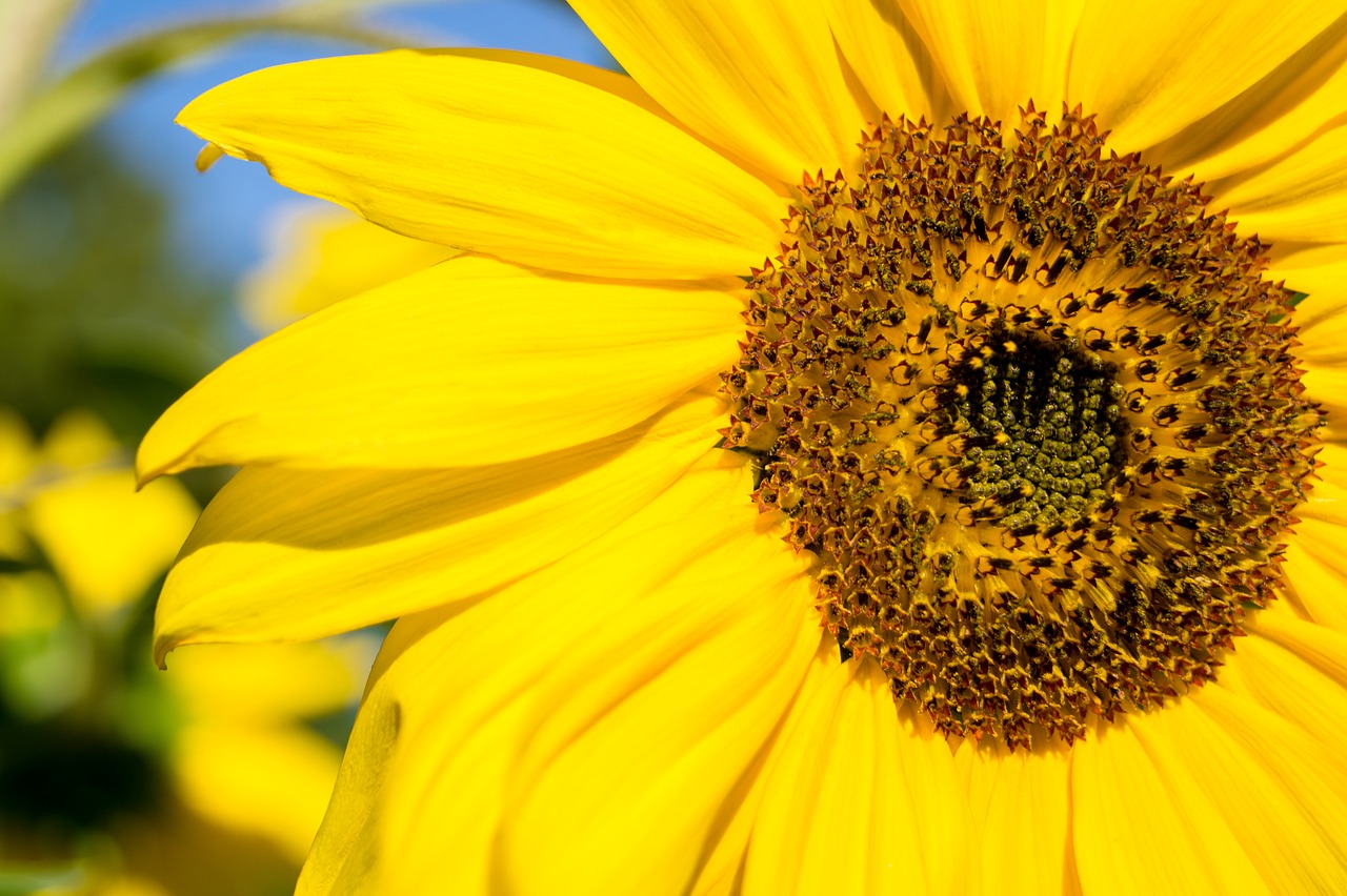 day  sunflower  macro free photo