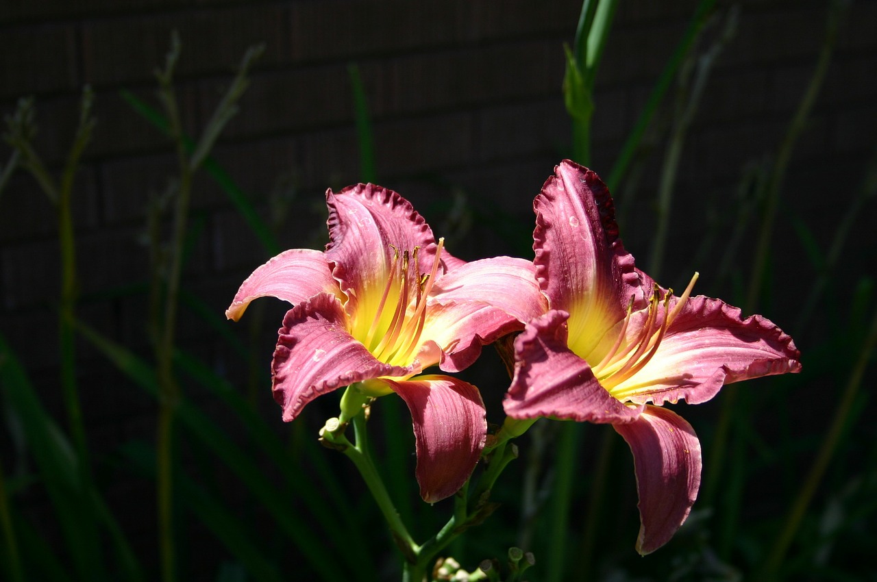 day lilies pink yellow free photo