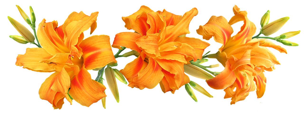 day lilies flowers arrangement free photo