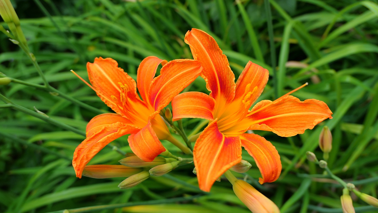 day lilies  flowers  summer free photo