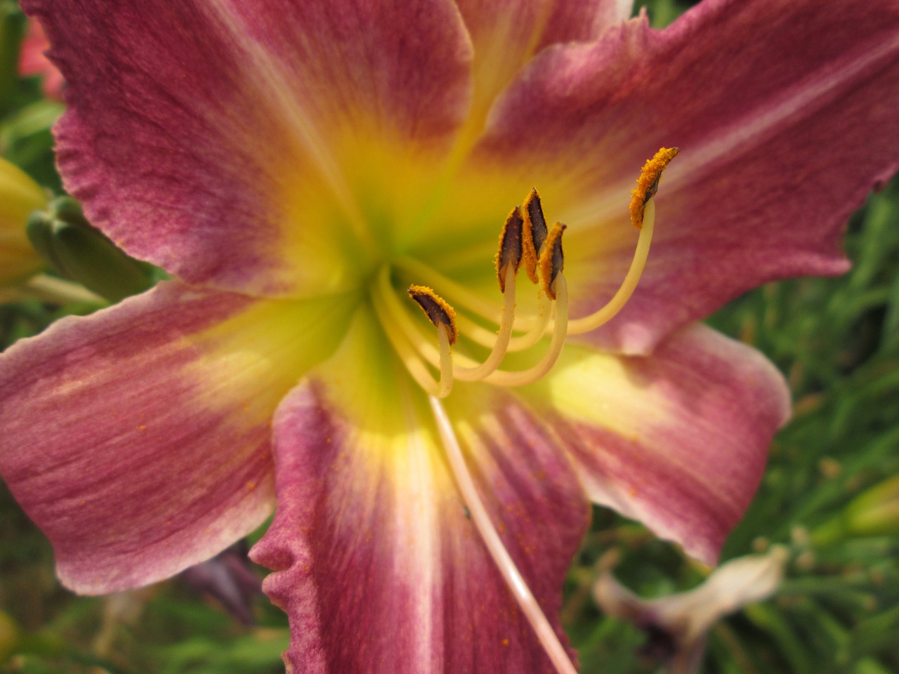 day lilies flowers garden free photo