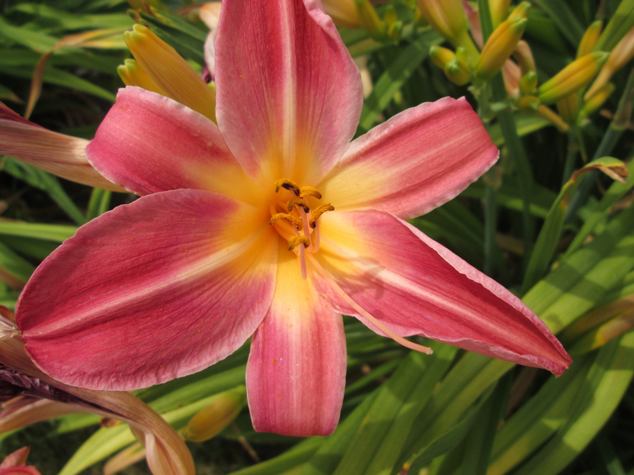 day lilies flowers garden free photo