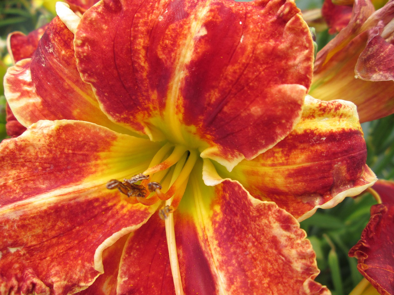 day lilies garden flowers free photo