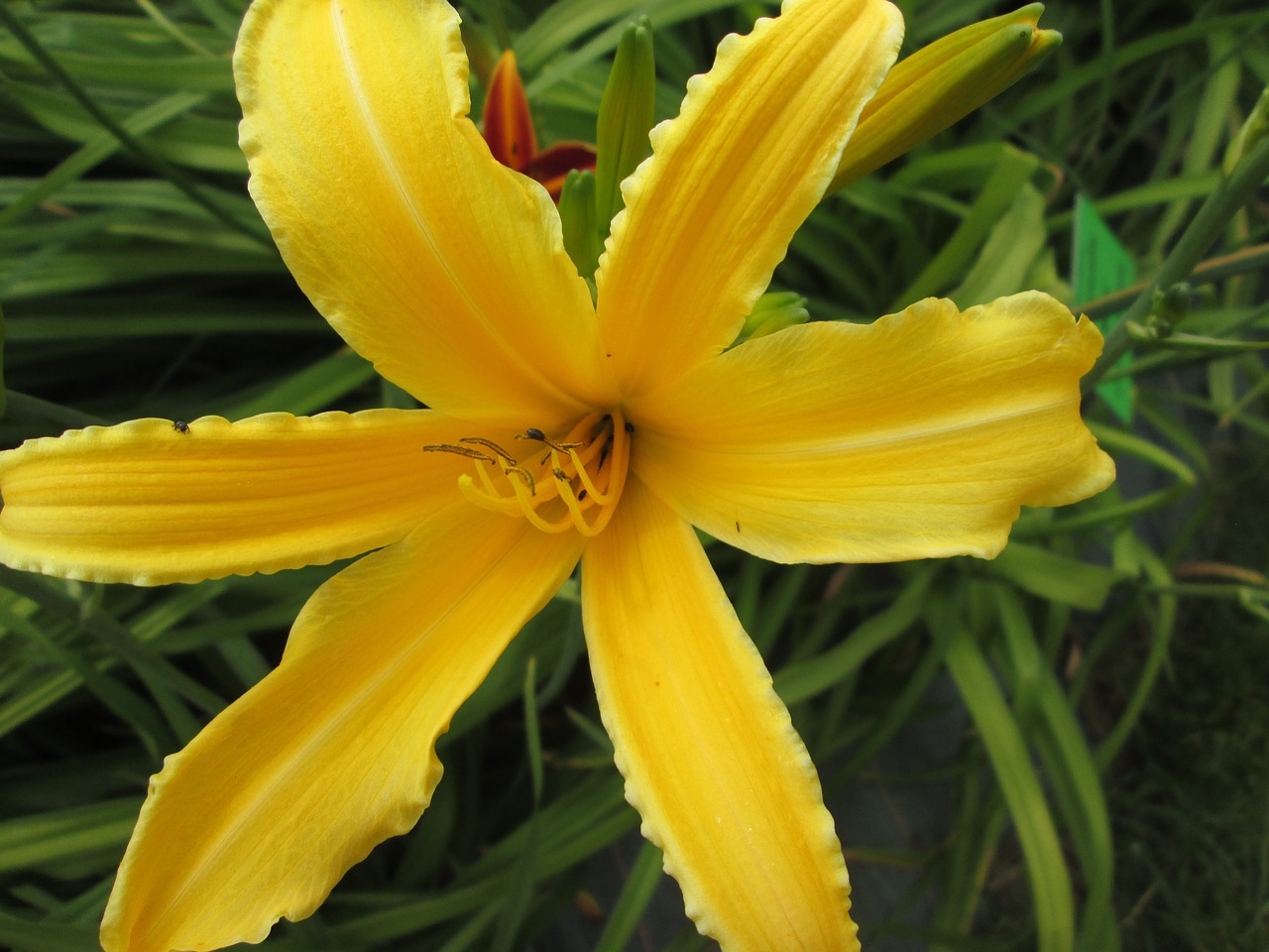 day lilies garden flowers free photo