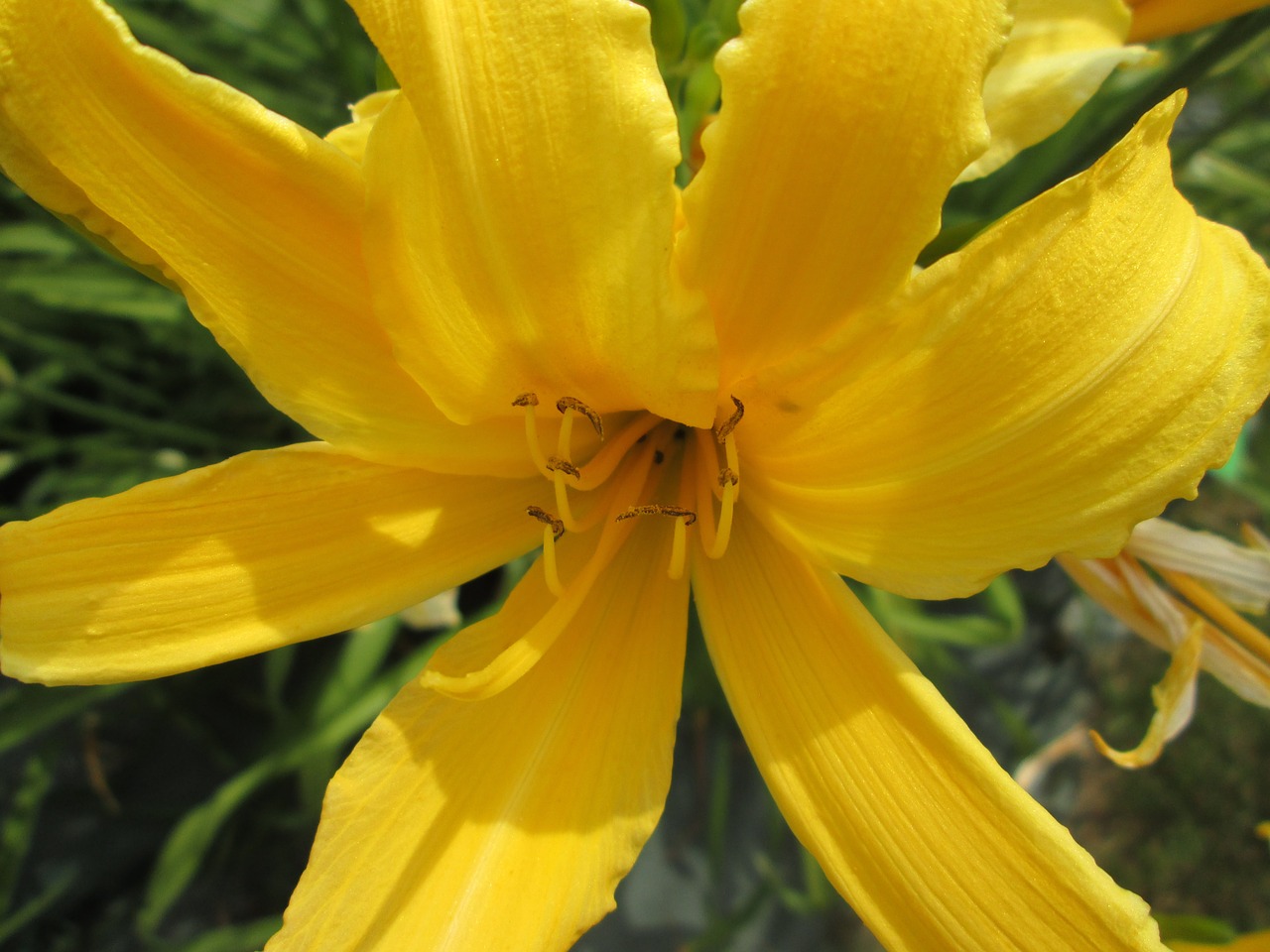 day lilies flowers garden free photo