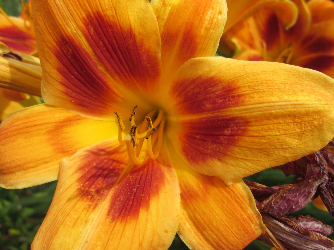 day lilies flowers garden free photo