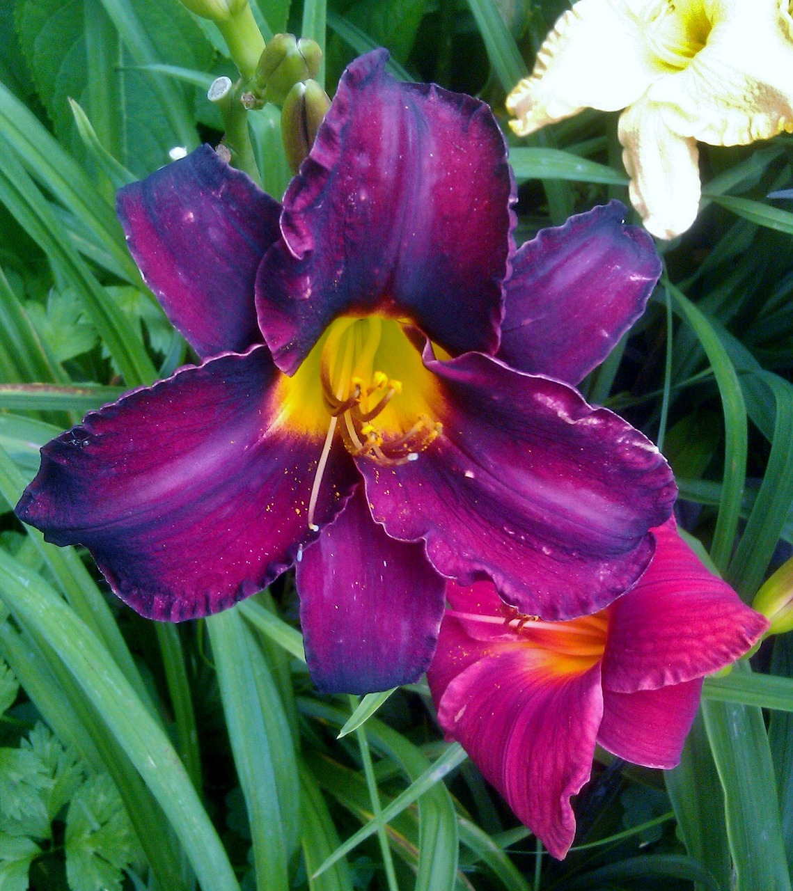 day lily purple plant free photo