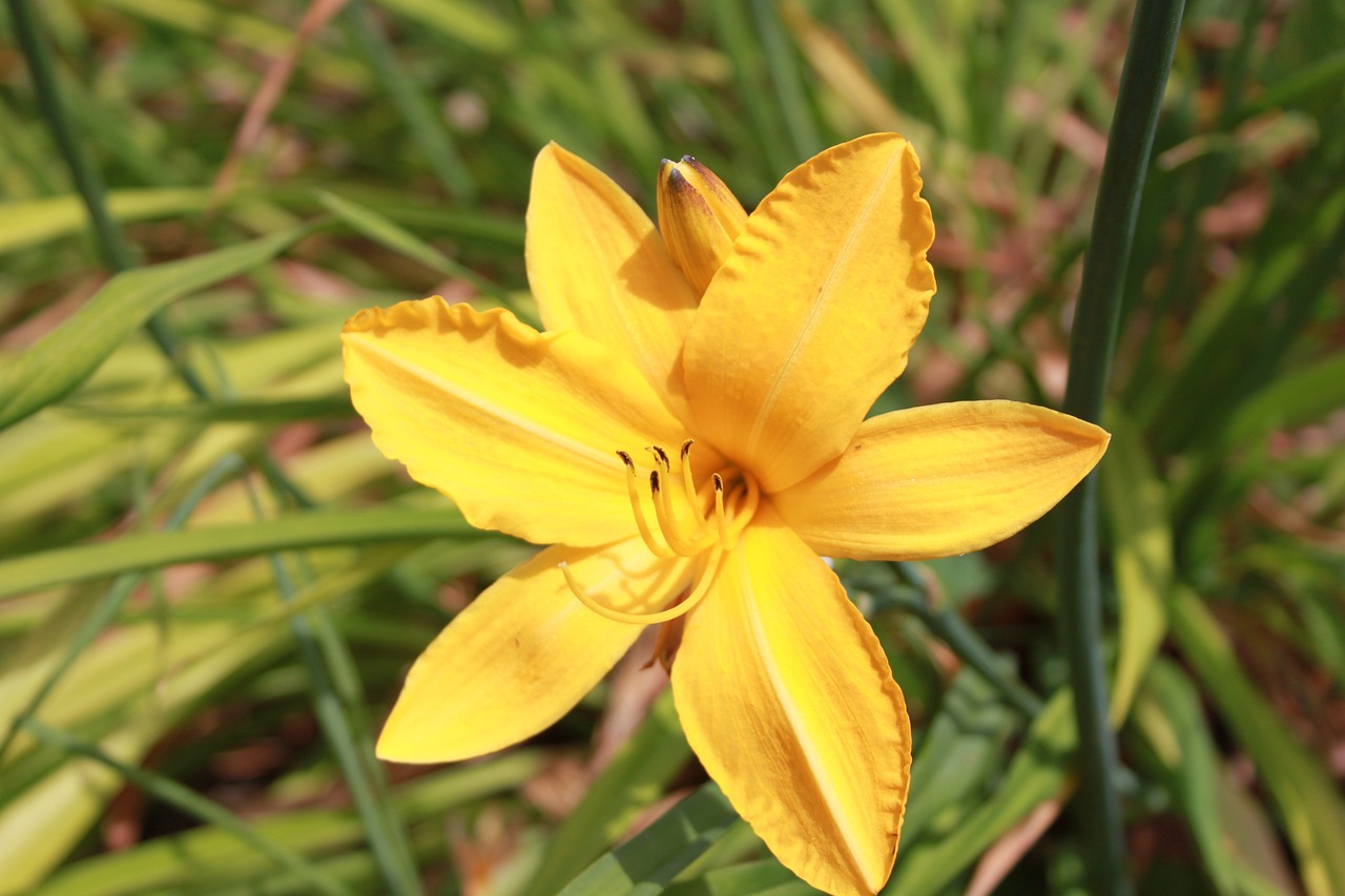 day-lily lily yellow free photo