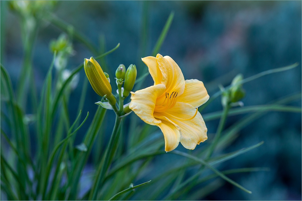 day-lily yellow flower free photo